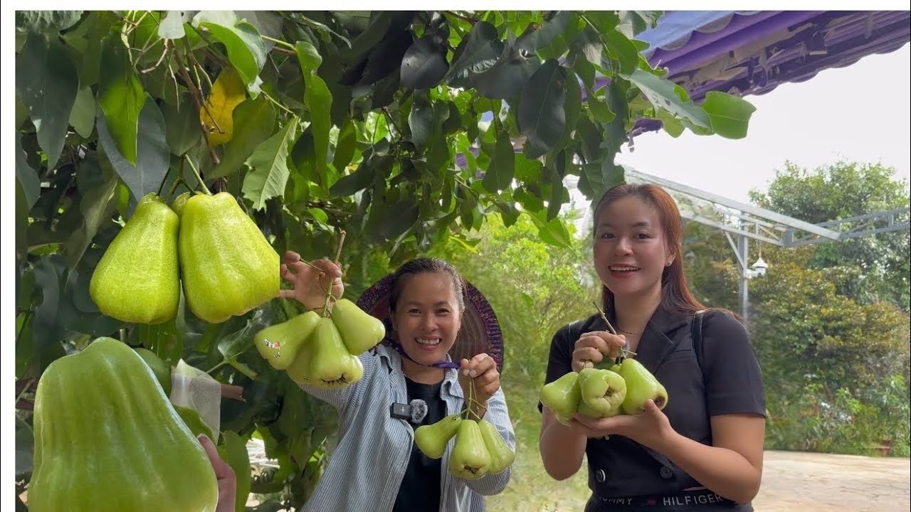 THU HOẠCH TRÁI CÂY SIÊU NGON CÙNG SONG HỶ VLOG