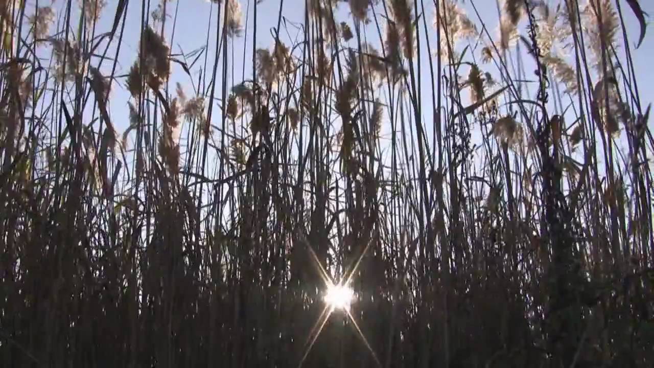 Reeds in the wind - YouTube