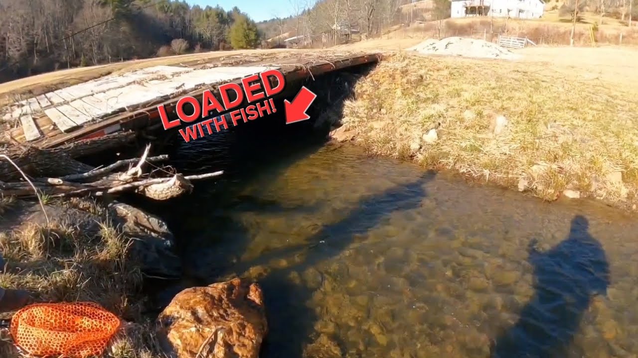 THIS BRIDGE WAS LOADED WITH TROUT || ft/ Cooper Dickerson