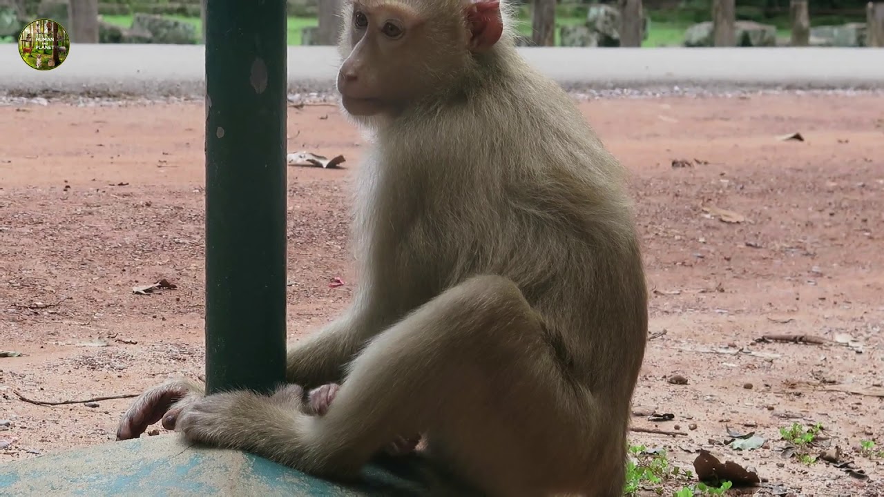 Awesome monkeys video | Nasty Monkeys at Bayon temple.