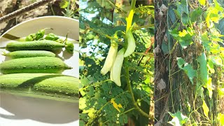 Bokefull, Sponge Gourd & King Peppers Harvest 💚||November 09, 2024