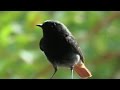 Vögel und ihre Stimmen -  Hausrotschwanz