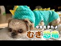 【犬服紹介】可愛い洋服を着てお散歩 チワワ×シーズー
