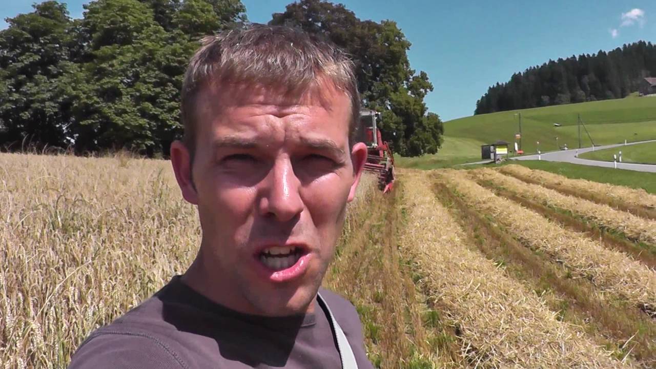 Weizen dreschen, Getreideernte mit Laverda Mähdrescher