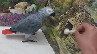 Fandok Loves To Play With Wooden Objects.