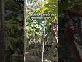 Powerful Natural Pesticide Spray Using Papaya Leaves, Garlic &amp; Chili #gardening