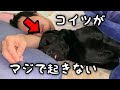 朝が弱すぎるラブラドール