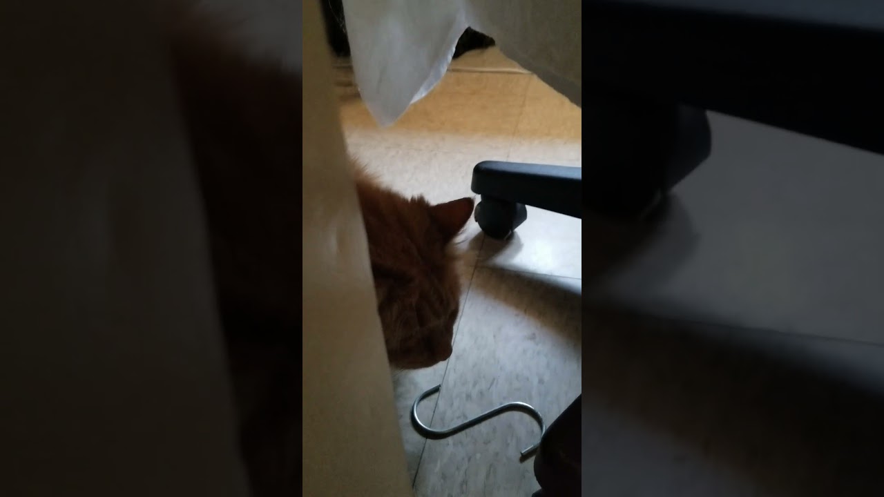 my cat hiding behind the fridge which happens to have a lot of dents