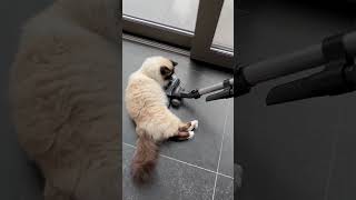 Cozy Cat Enjoys Vacuuming Experience