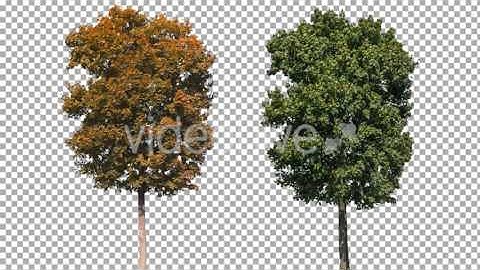 Real Tree Isolated on the Wind 11/56 (Stock Footage)