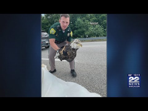 Trooper saves the day by rescuing bald eagle in NH
