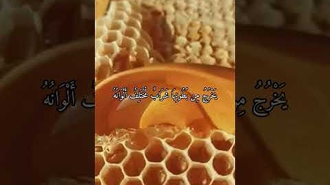 واتس اب قران كريم القارئ ياسر الدوسري من سورة (النحل)