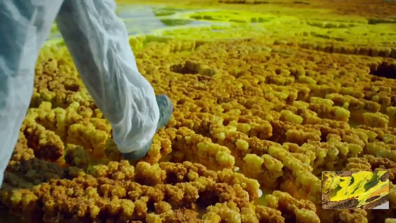 #ዳሎልይጎብኙ