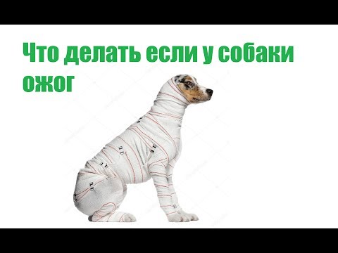 Что Делать Если У Собаки Ожог & Первая Помощь Собаке При Ожоге. Ветклиника Био-Вет