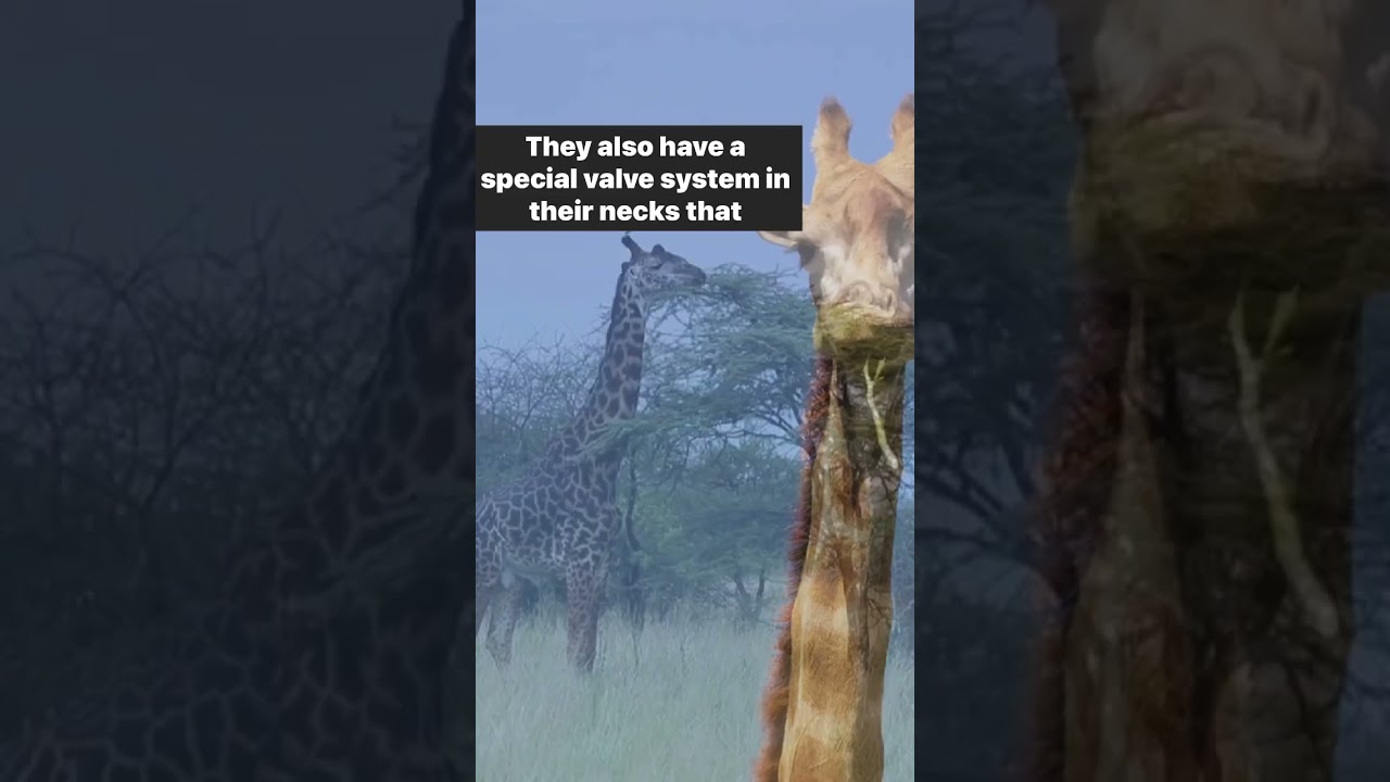 Giraffes’ unique cardiovascular system 