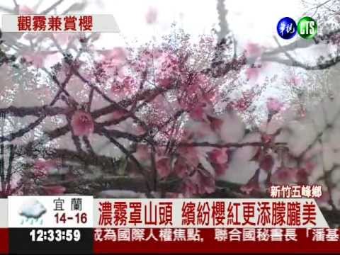 華視 CTS-華視午間新聞-新竹五峰鄉 櫻花樹盛開.avi