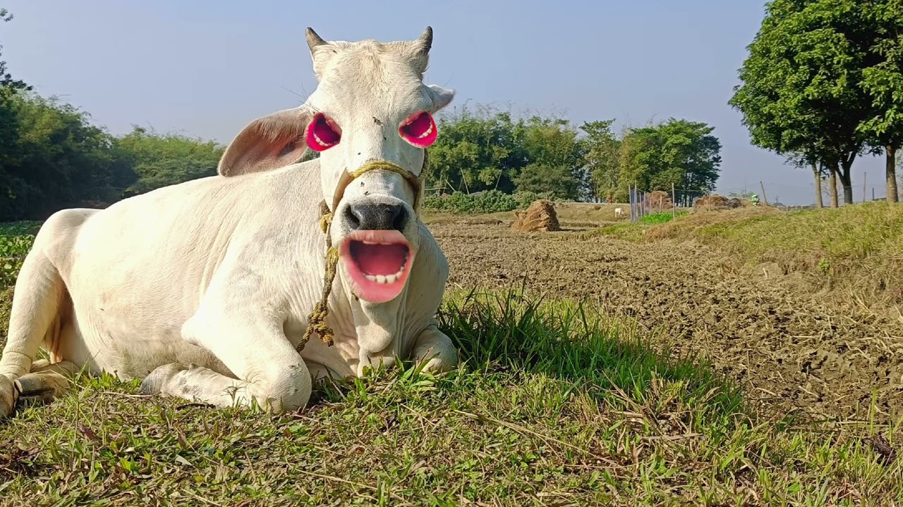 Guru gay! Cow video! Cow wala hambaa! Fanny cow video/ 