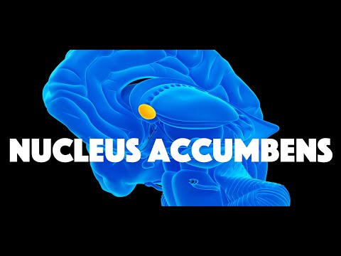 Nucleus Accumbens