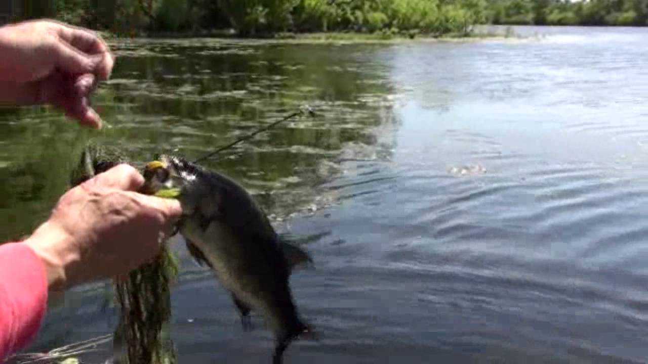 Largemouth Bass on the ScumfrogFreshwater fish Long Island YouTube