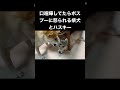 柴犬とハスキーが口喧嘩してたらボスプーに怒られました #shorts