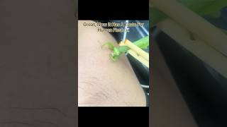 Great, Now It Has A Taste For Human Flesh ☠️ #interesting