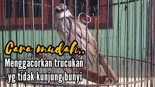 Cara Ampuh menggacorkan trucukan yg tidak kunjung bunyi
