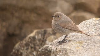 Black Redstart at Portland Bill