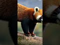 Red panda
