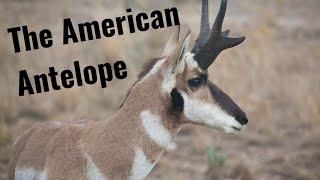 The Pronghorns and their Extinct Relatives