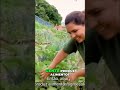 Prato Verde Sustentável: Revolucionando Alimentação e Meio Ambiente #shorts