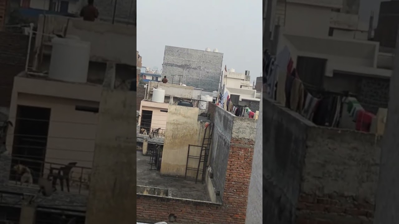 Live kite flying highlight 