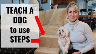Dog Stairs for Older Dogs - & Train the Dog to Use It