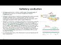 Saltatory conduction #apbio #ibbiology #neetbiology #humanphysiology #nervoussystem #olympiad
