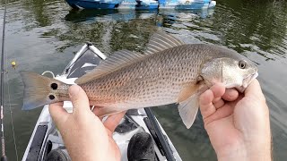 How-To Catch Redfish in Tampa Bay + Mavic Mini Flies Above Fish
