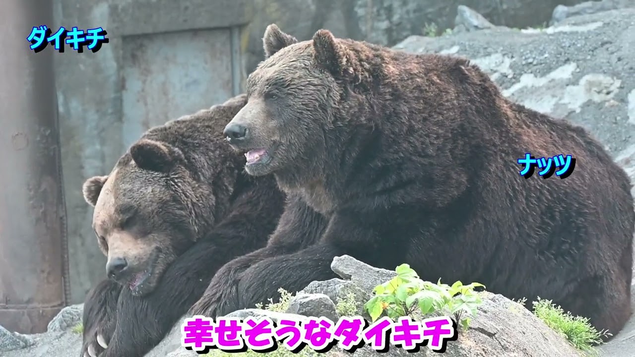 【のぼりべつクマ牧場】　ひ～ぐま　ヒグマ　下巻