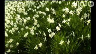 Naturalizing bulbs|William Glenn|Central Texas Gardener