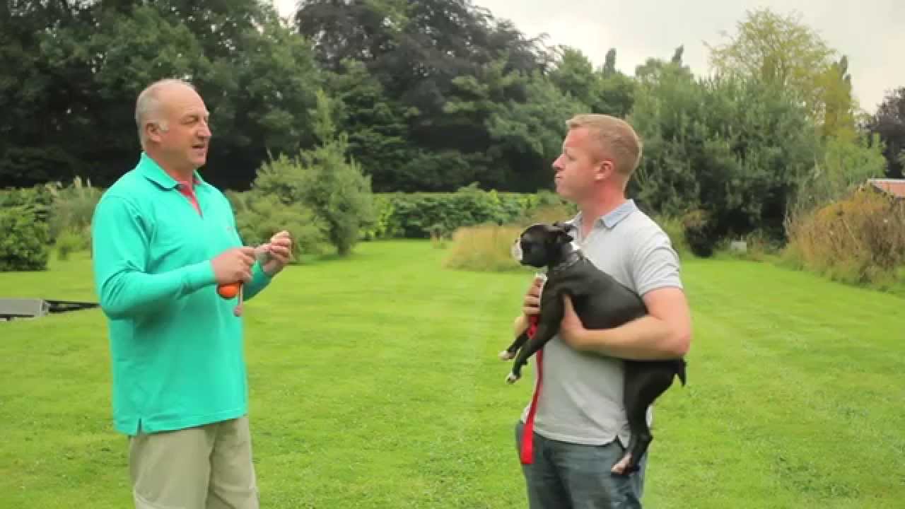 Pack Leader Training Club 6 Getting Focus Using a Toy YouTube