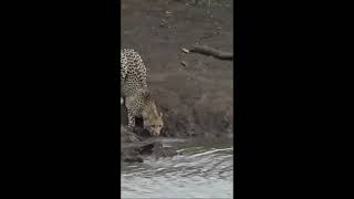 Cheetah Vs Crocodile Status Cheetah Thug Life New Whatsapp Status