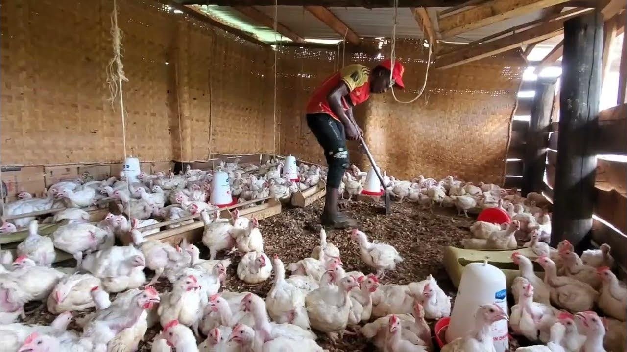 How To Start a Successful Poultry Farm. - YouTube