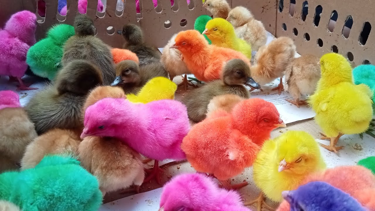 The cuteness of colorful chickens playing ball ( part 770 ) 🐤🐥🐓♥️♥️ ...