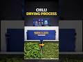 Automatic Chilli Drying Machine | Sekoza Dryer in Action
