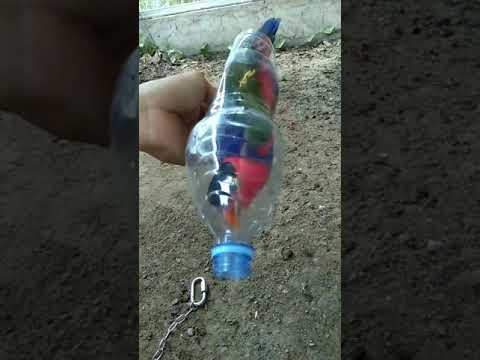 Cara aman pasang rantai ring borgol pd burung paruh bengkok.