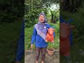 suara kambing kecil #funny #shorts