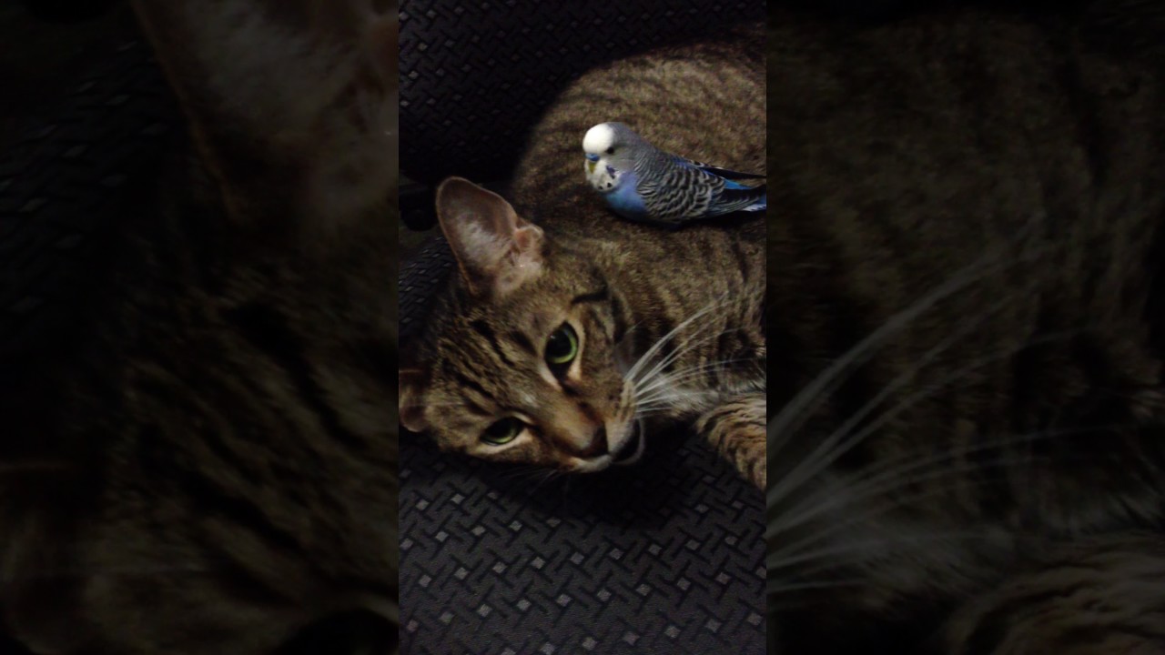 Buddy & Bird YouTube