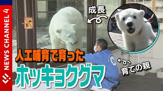 【470万回再生】人工哺育のホッキョクグマ　育ての親、飼育員との深い絆＜NEWS CH.4＞