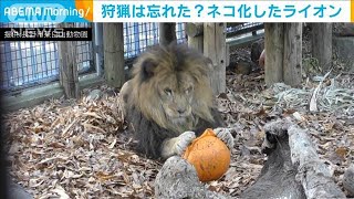 ボールに大はしゃぎ！“ネコ化”全開のライオン(2020年12月10日)