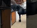#friesianhorse #friesian #friesianstallion #frizon #frizian #horse
