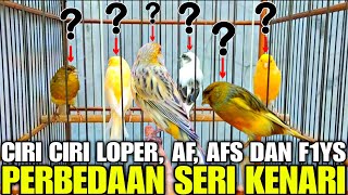 Download Lagu INILAH CARA MUDAH MEMBEDAKAN CIRI SERI BURUNG KENARI YANG WAJIB DI PAHAMI BIAR TIDAK KENA TIPU! MP3