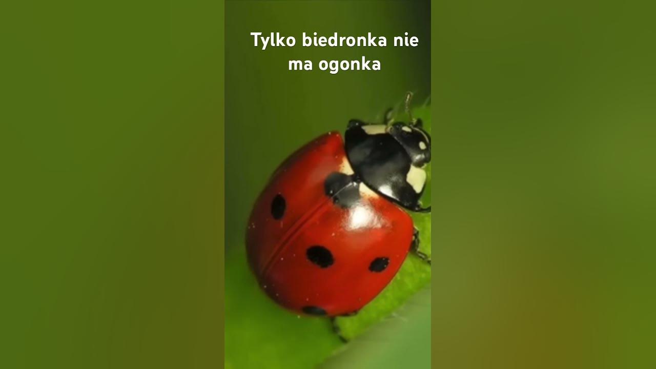 Tylko Biedronka Nie Ma Ogonka Tekst