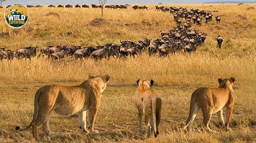 Wild Serengeti: The Fiercest Predators at the Last Migration Crossings